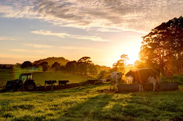 typical misty morning on a farm showing cows and a tractor