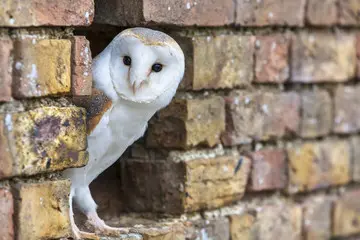 barn owl looking out a hole in a brick wall