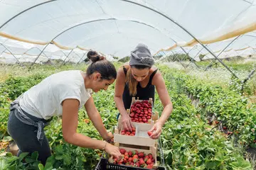 two female farmers collecting produce in a poly tunnel