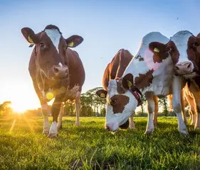 young lady arranging fresh produce in a farm field