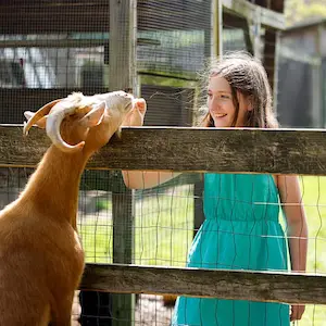 young girl looks excited to meet and greet an equally excited goat